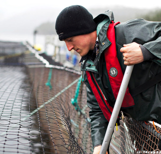 Annual landed value of BC farm-raised salmon